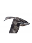 Чучело утки свиязи летящее - флюгер